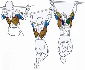Кои мускули работят при издърпване на лентата