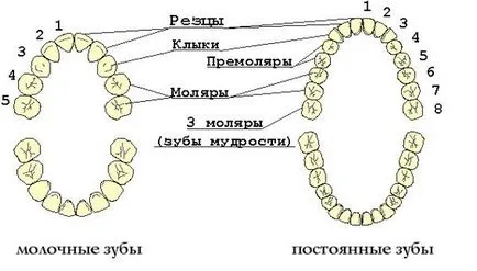Кои зъби се променят деца схема за постоянна промяна на мляко
