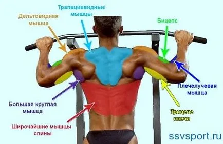 Кои мускули се люлееха на бара - преглед и диаграма (мускул) Кои мускули се люлееха на бара - преглед и диаграми