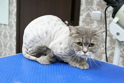 Както и с помощта на които намаляване на котка в дома, снимки