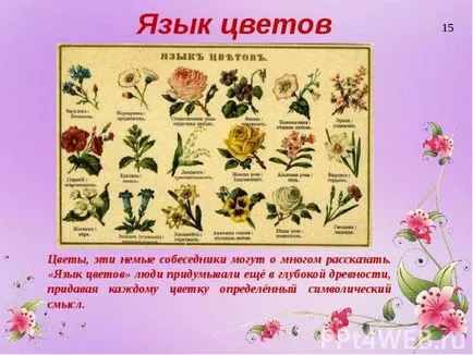 Какви са цветовете, които символизират стойността на теменужки, Cullen, маргаритки, рози
