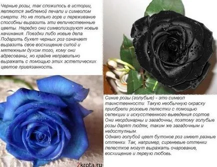Какви са цветовете, които символизират стойността на теменужки, Cullen, маргаритки, рози