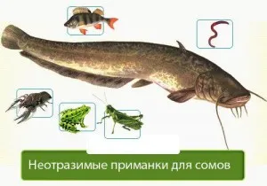 Как да хванете сом