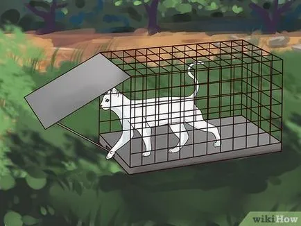 Как да хванеш котки