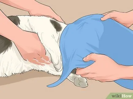 Как да се разцепват счупен крак котка