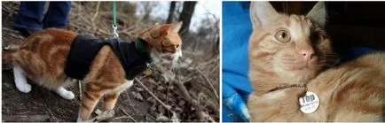 Как да се намери липсващата котка, ако той е загубен на улицата, извара, избягала от дома си домашна котка