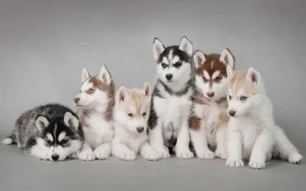 Как да се обадя куче на момчето