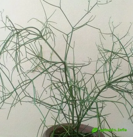 Как се нарича растение със зелена стволови без листа Euphorbia tirucalli (растителен) Как се нарича растение със зелена стволови без листа Euphorbia tirucalli