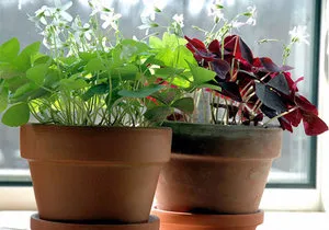 Тайните на Oxalis отглеждане у дома