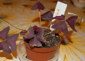 Тайните на Oxalis отглеждане у дома