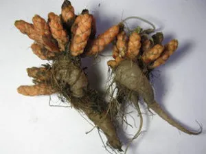 Тайните на Oxalis отглеждане у дома