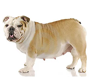 Как да определите признаци на бременност на кучето, кучета за откриване на тест за бременност, ултразвук