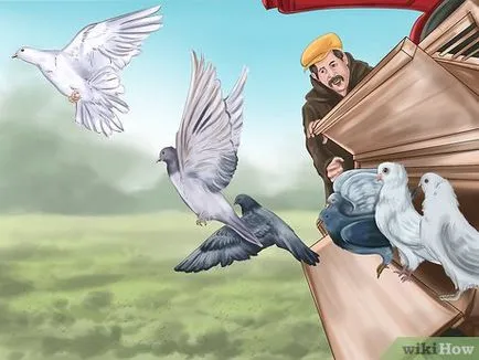 Как да се обучават гълъб