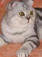 Как да отвикне котка от Whiskas