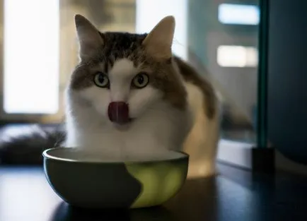 Как да се отбие от котка Whiskas и привикнат към нормална храна (влак) Как да отвикне котка от Whiskas и привикнат към нормална храна