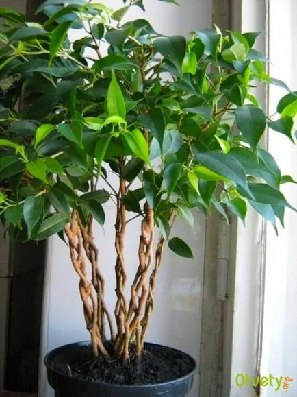 Как да се обърне Ficus Бенджамин