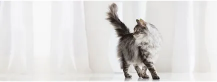Как да се намали котка у дома, Purina един