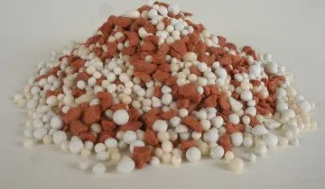 Как да се засадят лалета - пролет или есен, и дълбоко или не
