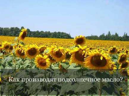 Как да се произвеждат слънчогледово масло (олио) Как да се произвеждат слънчогледово олио