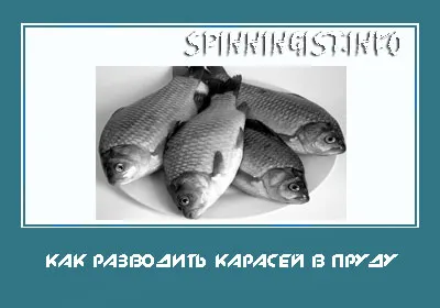 Как да се повиши златна рибка в езерото