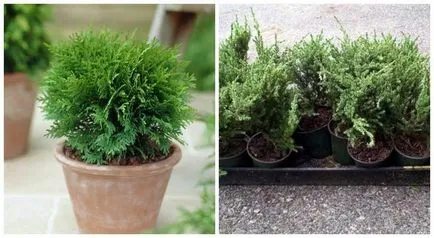 Как да пропагандира петия резници през лятото и есента - подробна инструкция