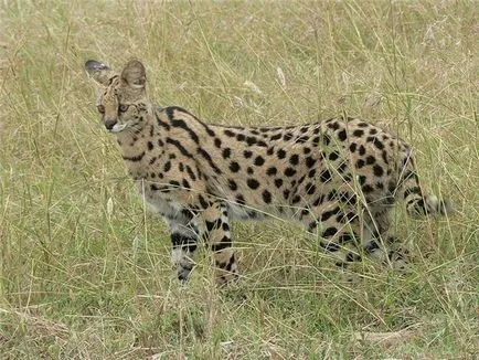 Как да се направи Cheetah