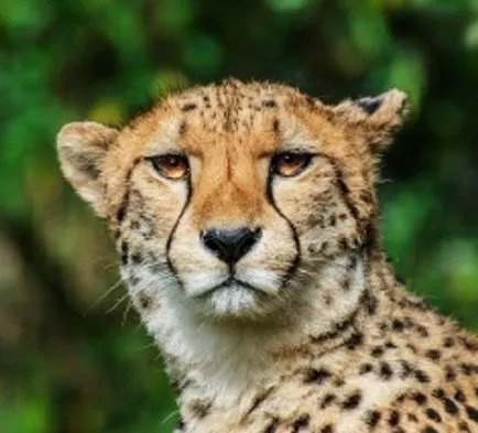 Как да се направи Cheetah
