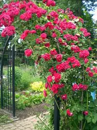 Trellis за увивни растения със собствените си ръце (къдрава растения) Trellis за увивни растения със собствените си ръце
