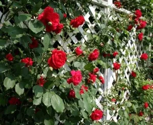 Trellis за увивни растения