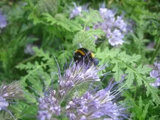 Кога да сеят зелено торене Phacelia