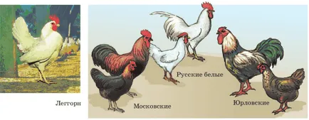 Колко яйца на кокошки носачки кокошка има ден, месец и година в дома и как да се увеличи (кокошки носачки) Колко яйца на кокошки носачки кокошка има ден, месец и година в дома и как да се увеличи