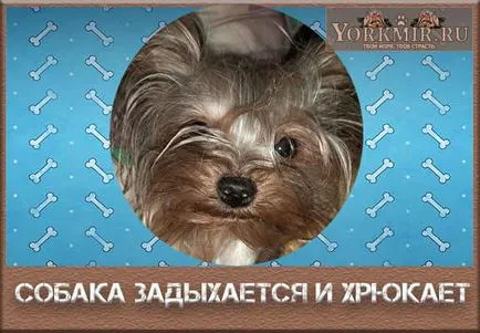 Куче издихания и грухтене, каузи, какво да правя