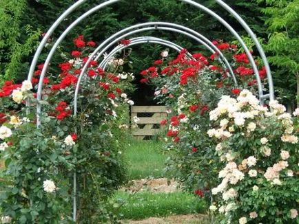 Trellis за увивни растения