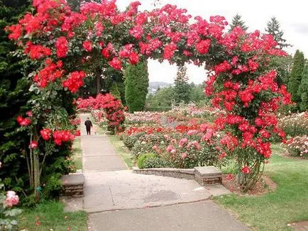 Trellis за увивни растения със собствените си ръце (къдрава растения) Trellis за увивни растения със собствените си ръце