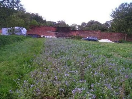 Кога да сеят зелено торене Phacelia