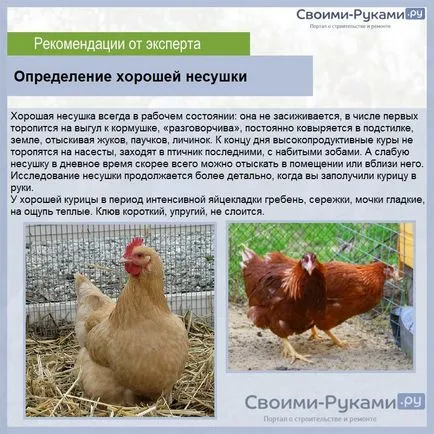Колко яйца кокошка кокошките носачки носи месец - за подробности! (Мечки) Колко яйца кокошка кокошките носачки носи месец - за подробности!