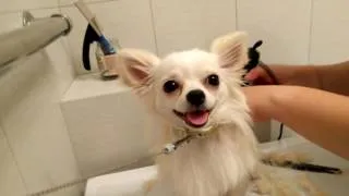 Както срязване описание Чихуахуа (Chihuahua) Как да се намали Чихуахуа описание