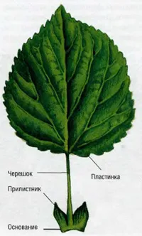 Структурата на листа, външната и вътрешната