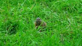 Groundhogs, мармоти, видове мармот местообитание на околната среда, за зимен сън, дължина на тялото, тегло, тегло, начин на живот