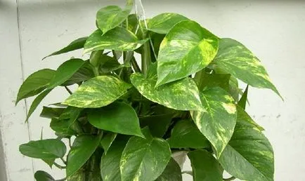 Epipremnum грижи у дома, снимки