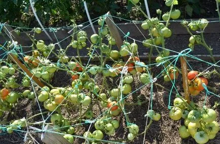 Сортове домати със снимки и описание - най-добрите добиви сортове, като градината си (снимка) Сортове домати със снимки и описание - най-добрите добиви сортове, като вашата градина