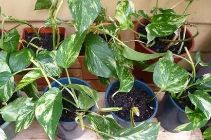 Epipremnum грижи у дома, снимки