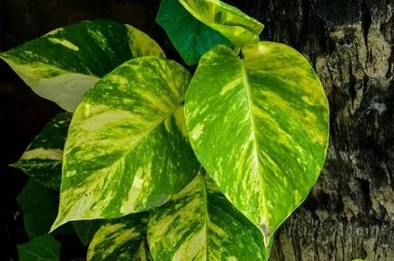 Epipremnum грижи у дома, снимки