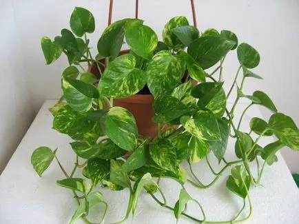 Epipremnum грижи у дома, снимки