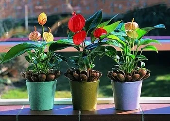 Как да се грижим за антуриум у дома (Anthurium) Как да се грижим за антуриум у дома