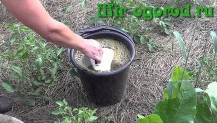 Как да се грижим за доматите, че е добра реколта (домати) Как да се грижим за доматите до добра реколта