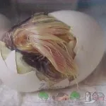 Как да се излюпват пиленца фото и видео преглед