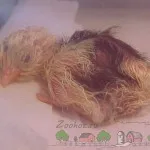 Как да се излюпват пиленца фото и видео преглед