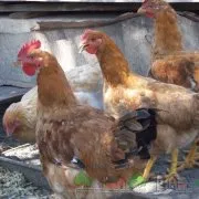 Как да се излюпват пиленца фото и видео преглед