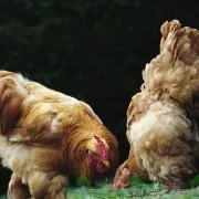 Как да се излюпват пиленца фото и видео преглед